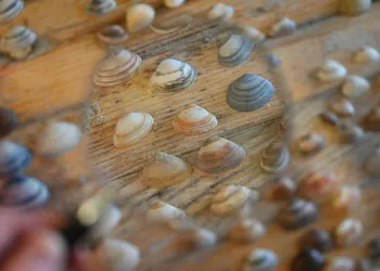 Schelpen gezien door een vergrootglas